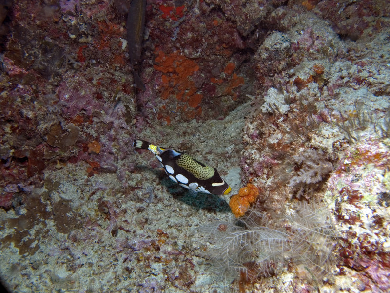Picasso Trigger Fish, Barracuda Point